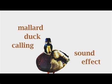 Mallard magic duck call